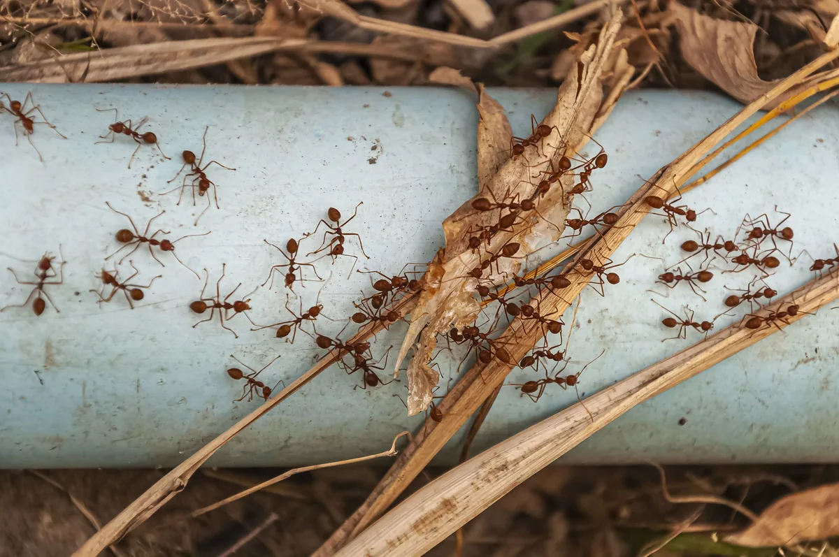 Ant Control Service