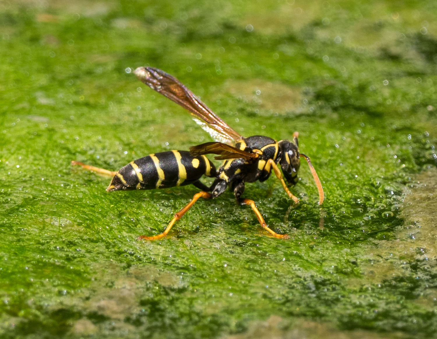 Asian Paper Wasp