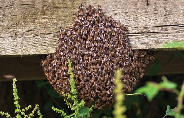 Bee & Wasp Control Service
