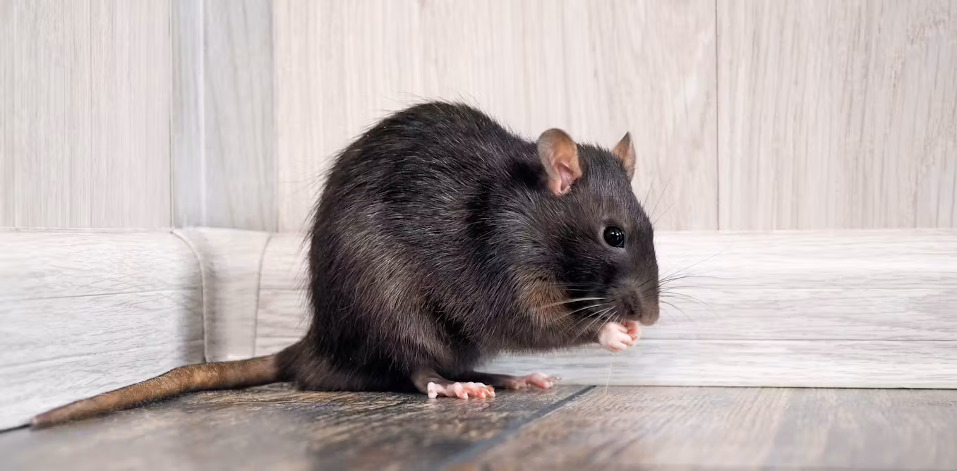 Brown Rat