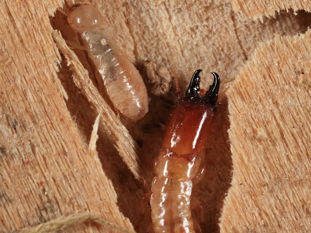Dampwood Termite