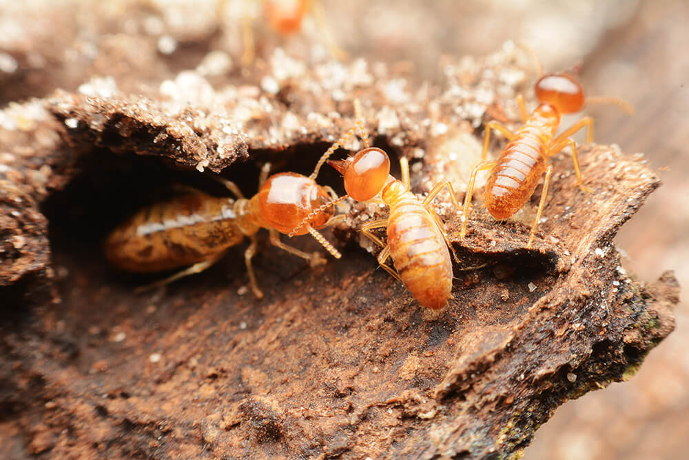 Direct Colony Treatment