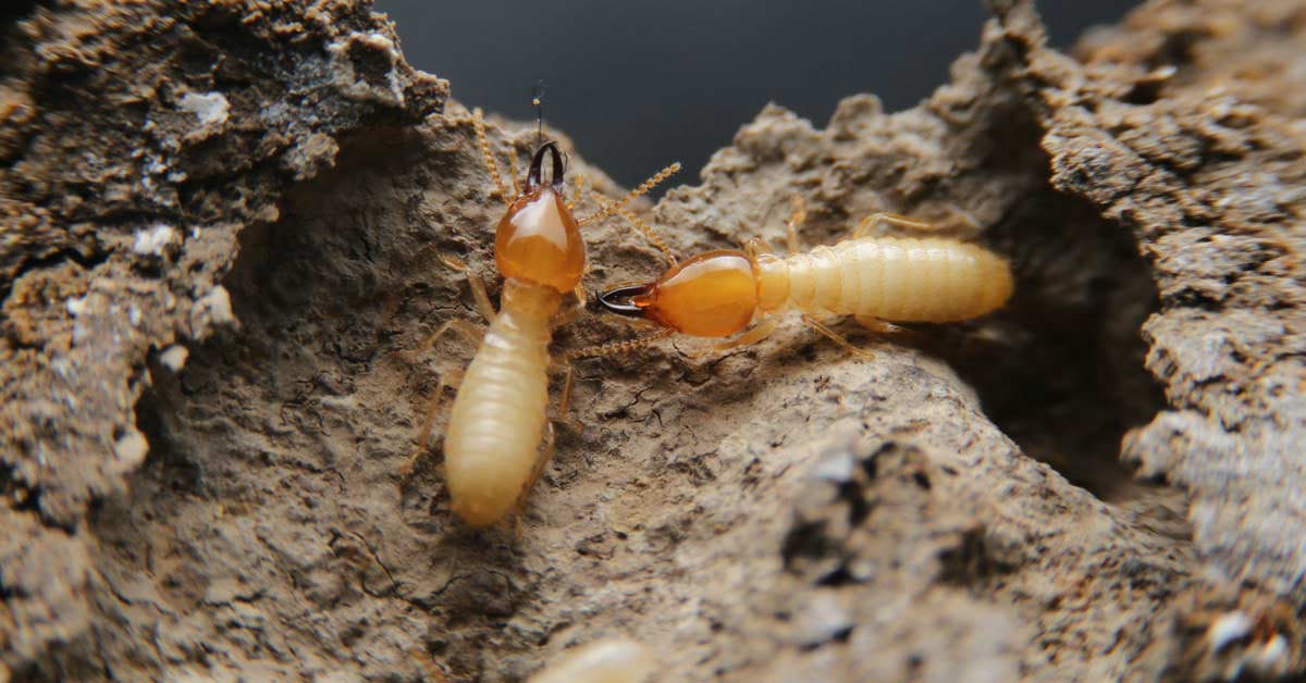 Drywood Termite