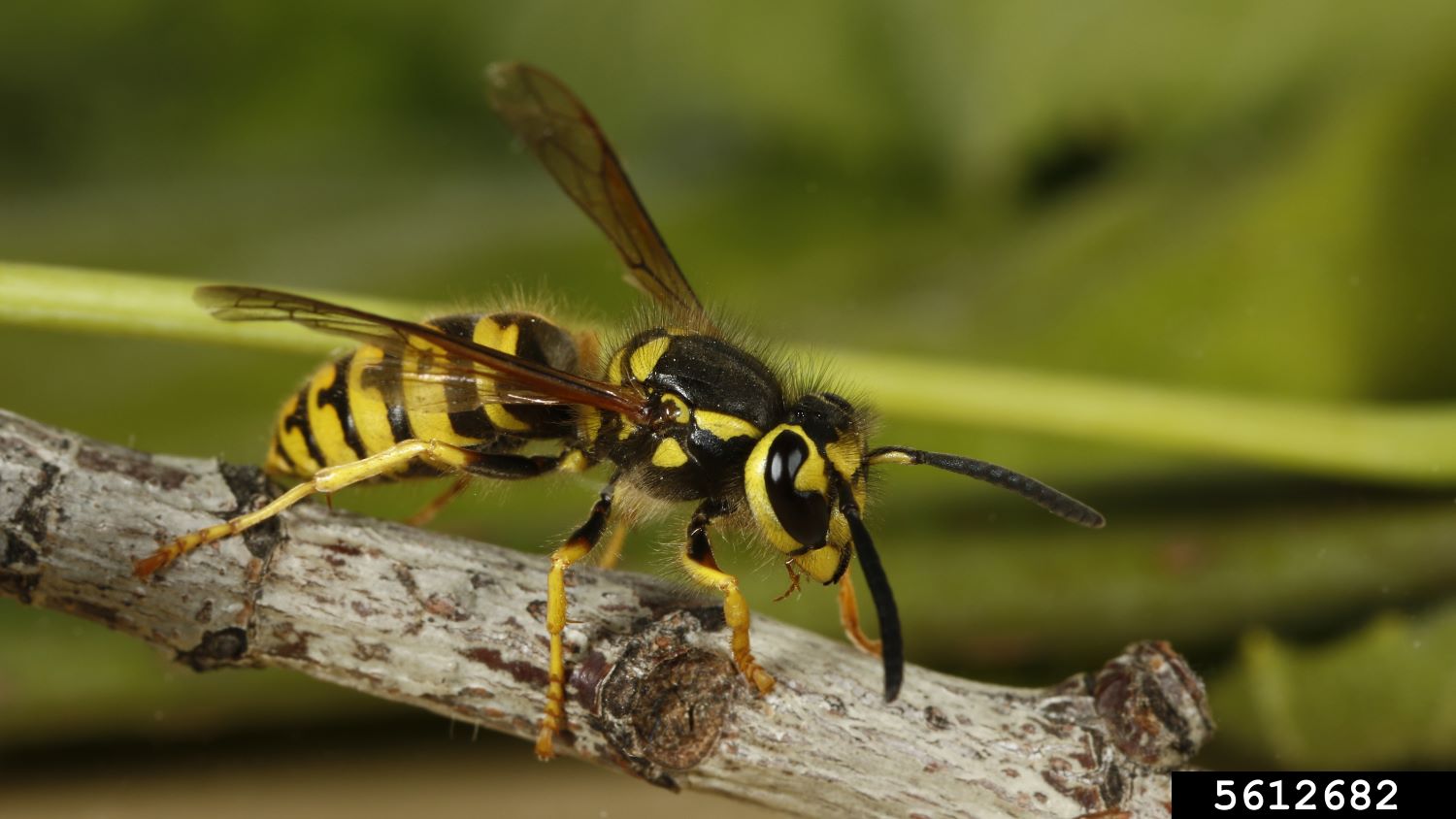 European Wasp