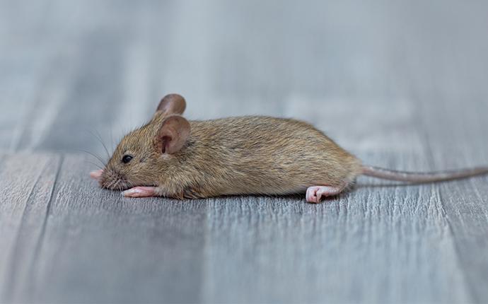 House Mouse