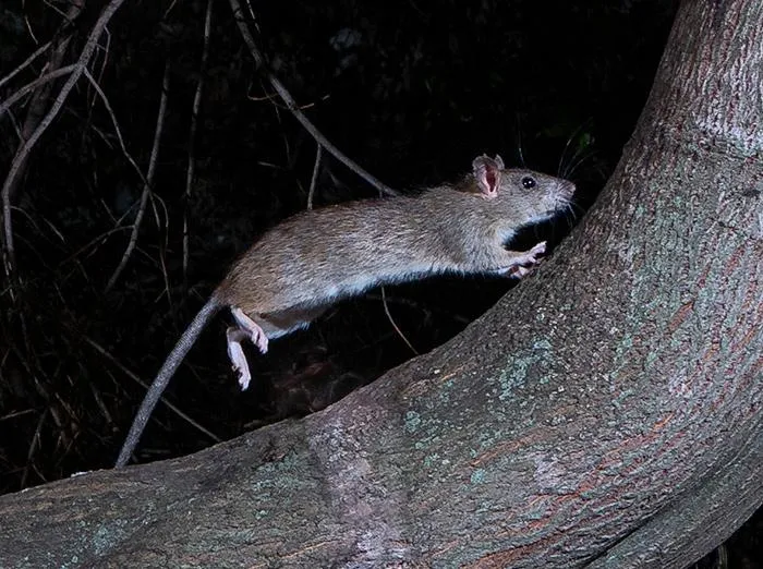 Roof Rat