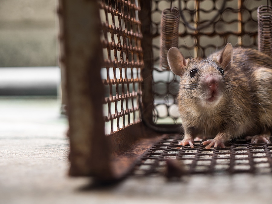 Rodent Control Service