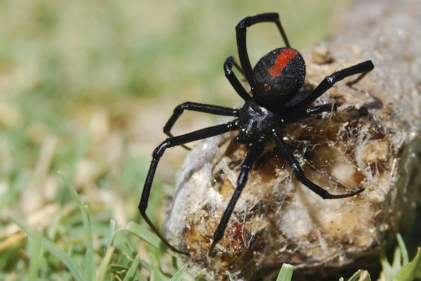 Spider Control Service