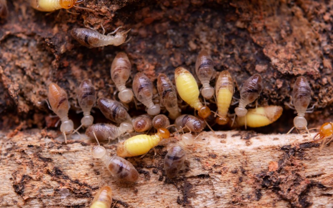 Subterranean Termite