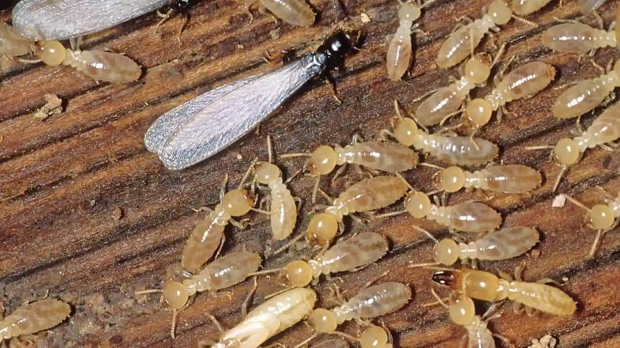 Termite Inspection Service