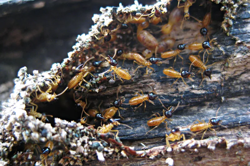 Termite Treatment Service